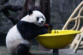 Giant Panda Yu Ai Comeback