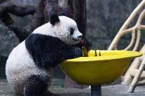 Giant Panda Yu Ai Comeback