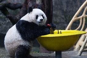 Giant Panda Yu Ai Comeback