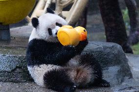 Giant Panda Yu Ai Comeback