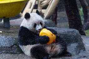 Giant Panda Yu Ai Comeback