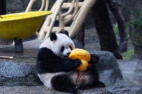 Giant Panda Yu Ai Comeback