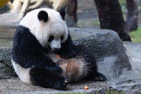 Giant Panda Yu Ai Comeback
