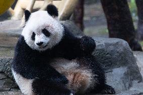 Giant Panda Yu Ai Comeback