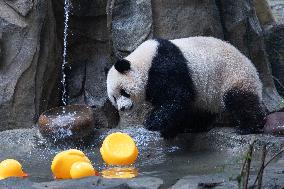 Giant Panda Yu Ai Comeback