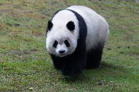 Giant Panda Yu Ai Comeback