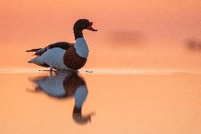 COMMON SHELDUCK