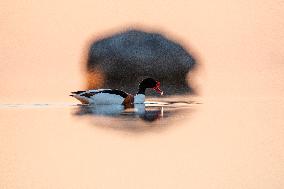 COMMON SHELDUCK