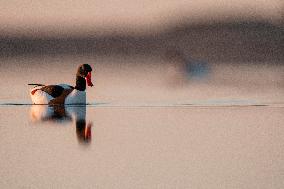 COMMON SHELDUCK