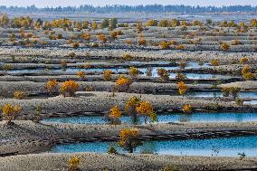 Autumn Scenery of Populus Euphratica Forests - Hotan