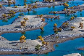 Autumn Scenery of Populus Euphratica Forests - Hotan