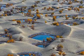 Autumn Scenery of Populus Euphratica Forests - Hotan