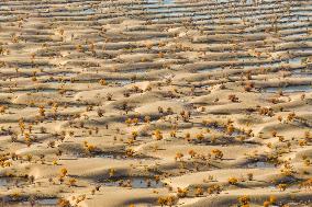 Autumn Scenery of Populus Euphratica Forests - Hotan