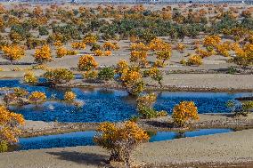 Autumn Scenery of Populus Euphratica Forests - Hotan