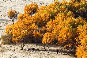 Autumn Scenery of Populus Euphratica Forests - Hotan