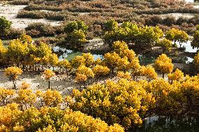 Autumn Scenery of Populus Euphratica Forests - Hotan