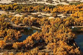Autumn Scenery of Populus Euphratica Forests - Hotan