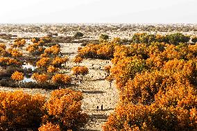 Autumn Scenery of Populus Euphratica Forests - Hotan