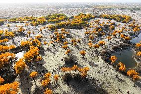 Autumn Scenery of Populus Euphratica Forests - Hotan