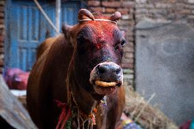 Festival of Lights - Nepal