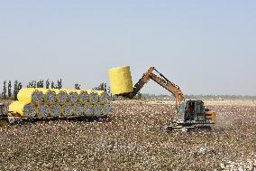 Newly Harvested Cotton - China