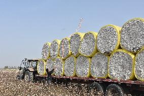 Newly Harvested Cotton - China