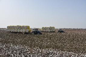 Newly Harvested Cotton - China