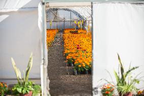 Cempasuchil Flower Nurseries Prepare For Dia De Muertos - Mexico