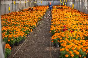 Cempasuchil Flower Nurseries Prepare For Dia De Muertos - Mexico