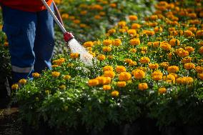 Cempasuchil Flower Nurseries Prepare For Dia De Muertos - Mexico
