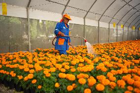 Cempasuchil Flower Nurseries Prepare For Dia De Muertos - Mexico