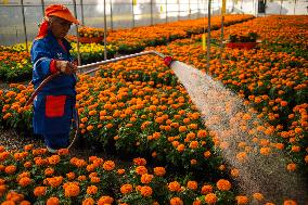 Cempasuchil Flower Nurseries Prepare For Dia De Muertos - Mexico