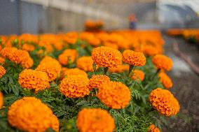Cempasuchil Flower Nurseries Prepare For Dia De Muertos - Mexico