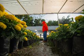 Cempasuchil Flower Nurseries Prepare For Dia De Muertos - Mexico