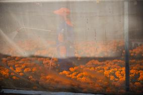 Cempasuchil Flower Nurseries Prepare For Dia De Muertos - Mexico