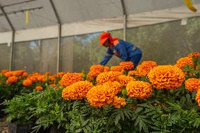 Cempasuchil Flower Nurseries Prepare For Dia De Muertos - Mexico