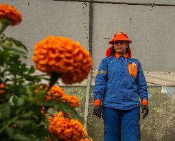 Cempasuchil Flower Nurseries Prepare For Dia De Muertos - Mexico