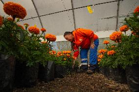 Cempasuchil Flower Nurseries Prepare For Dia De Muertos - Mexico