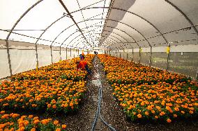 Cempasuchil Flower Nurseries Prepare For Dia De Muertos - Mexico