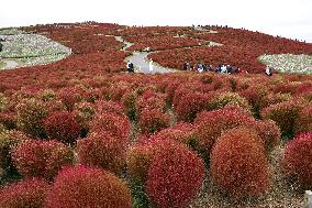 40,000 kochia carpet eastern Japan park