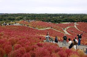 40,000 kochia carpet eastern Japan park