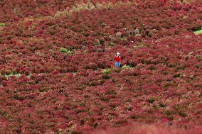 40,000 kochia carpet eastern Japan park