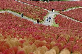 40,000 kochia carpet eastern Japan park