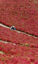 40,000 kochia carpet eastern Japan park