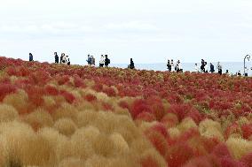 40,000 kochia carpet eastern Japan park