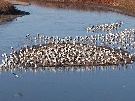 Oriental White Storks Migration - China