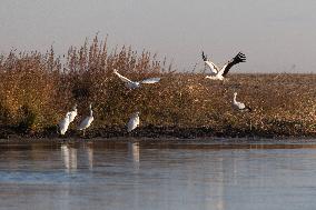 Oriental White Storks Migration - China