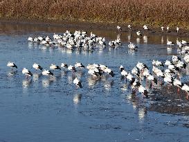 Oriental White Storks Migration - China