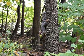 Illustration - New York City