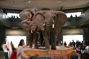 Illustration - New York City